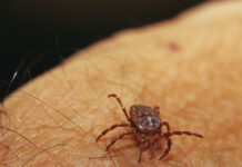 ekolog rybalchenko soobshhil o roste kleshhevoj aktivnosti v podmoskovnyh lesah s marta-ekbonline-ru-174161240600-0