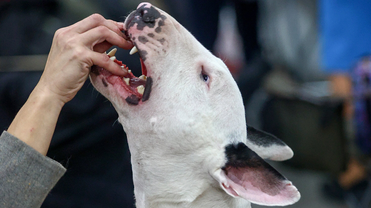 «Известия»: Владельцев собак хотят уголовно наказывать за нападения их питомцев