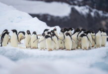 Крупнейший айсберг планеты остановился у берегов Южной Джорджии AdeliePenguinColonyOfCapeAdare