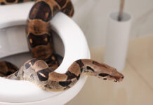 BrownBoaConstrictorOnToiletBowlInBathroom