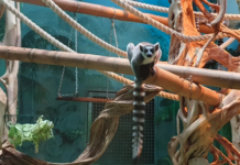 moskovskij zoopark raduet novymi zhitelyami-ekbonline-ru-174138508400-0