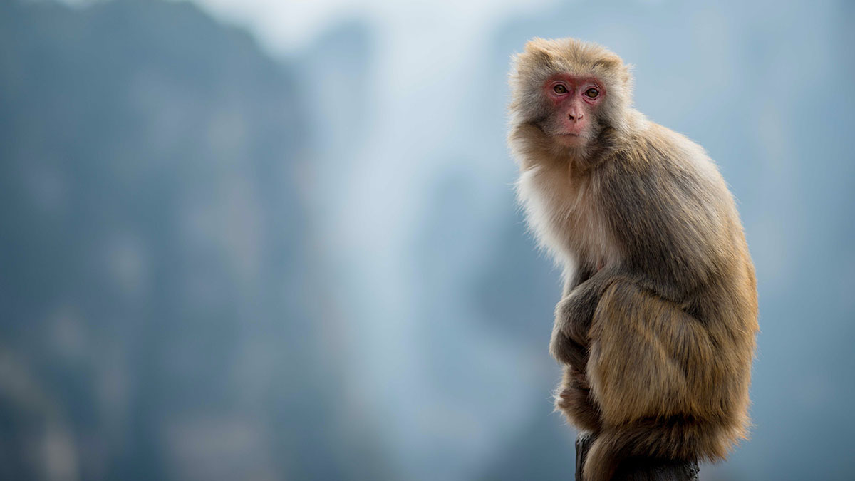 Загадочный «примат» напугал москвичей на Большой Грузинской улице