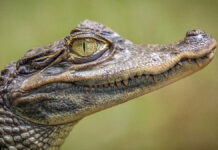 neveroyatnoe spasenie v bassejne s krokodilom-ekbonline-ru-174158460700-0