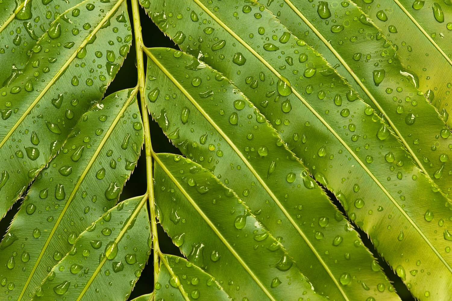 Прорыв Леандера Эрнста и Вюрцбургского университета в искусственном фотосинтезе-0