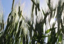 Революция в сельском хозяйстве: генетики открыли путь к повышению урожайности ячменя revolyucziya v selskom hozyajstve genetiki otkryli put k povysheniyu urozhajnosti yachmenya-ekbonline-ru-174177718100-0