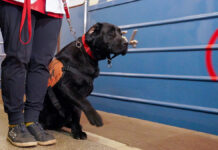 Собака-поводырь: важный помощник и верный друг Обучение собак-проводников в Московском метрополитене