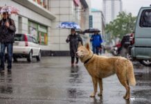 Солнечные дни вернутся в Приморье после циклона из Китая solnechnye dni vernutsya v primore posle cziklona iz kitaya-ekbonline-ru-174188019500-0