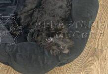 Спасатели вернули хозяйке собаку, оказавшуюся в водах Москвы-реки spasateli vernuli hozyajke sobaku okazavshuyusya v vodah moskvyreki-ekbonline-ru-174172692200-0