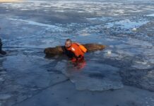 Спасение лосихи на Озернинском водохранилище силами Мособлпожспас в Рузском округе spasenie losihi na ozerninskom vodohranilishhe silami mosoblpozhspas v ruzskom okruge-ekbonline-ru-174220710900-0