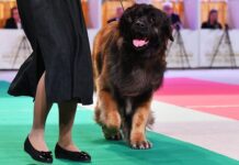 Топ малоизвестных пород собак для семей с детьми по версии кинолога top maloizvestnyh porod sobak dlya semej s detmi po versii kinologa-ekbonline-ru-174159418000-0