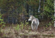 Уникальные животные Чернобыльской АЭС демонстрируют стремительную эволюцию unikalnye zhivotnye chernobylskoj aes demonstriruyut stremitelnuyu evolyucziyu-ekbonline-ru-174344184300-0