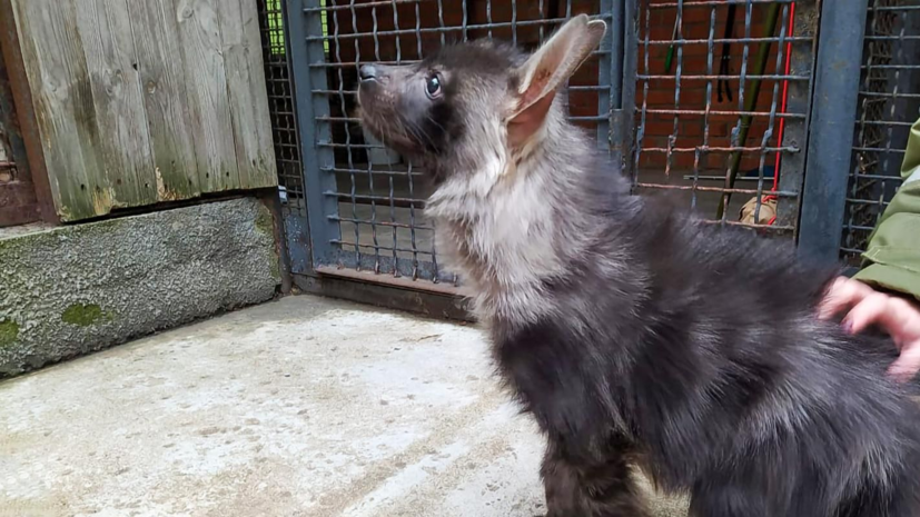 В Московском зоопарке открыли вольер с детёнышем гиены