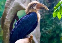 В Московском зоопарке поселился очаровательный птенец папуанского калао v moskovskom zooparke poselilsya ocharovatelnyj ptenecz papuanskogo kalao-ekbonline-ru-174176981400-0