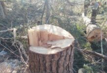 В Приморье предотвратили крупную незаконную вырубку ценных кедров и елей v primore predotvratili krupnuyu nezakonnuyu vyrubku czennyh kedrov i elej-ekbonline-ru-174267271500-0