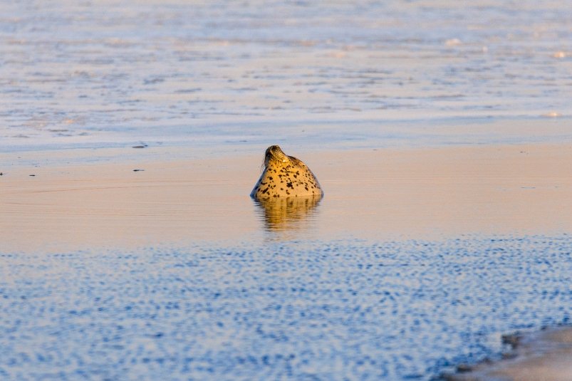 зима, море, погода, лед, холод, тюлень, морской котик, ларга Евгений Кулешов, ИА PrimaMedia.ru