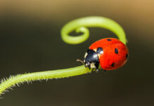 Seven-spotLadybirdOnLeafInNature