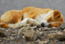 Волонтеры и фонды спасают животных в Суджанском и Глушковском районах Курской области Sleeping dog