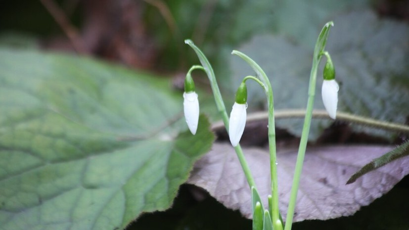 Юрист Билялова: за сбор подснежников можно получить крупный штраф