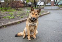 Жалобы соседей помогли запретить содержание собак в захламлённой квартире Владивостока zhaloby sosedej pomogli zapretit soderzhanie sobak v zahlamlyonnoj kvartire vladivostoka-ekbonline-ru-174176393200-0