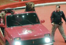 Аскольд Запашный о Викторе Кудрявцеве - Светлая память легенде цирка askold zapashnyj o viktore kudryavczeve svetlaya pamyat legende czirka-ekbonline-ru-174497322600-0