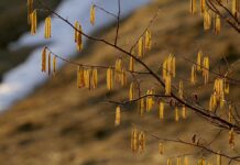 Департамент природопользования Москвы представил календарь аллергенов для горожан departament prirodopolzovaniya moskvy predstavil kalendar allergenov dlya gorozhan-ekbonline-ru-174383554200-0