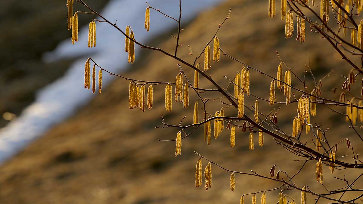 Календарь цветения растений-аллергенов разработали для горожан