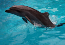 DolphinGemma и Google - Прорыв в расшифровке языка дельфинов с ИИ i proryv v rasshifrovke yazyka delfinov s ii-ekbonline-ru-174471667100-0