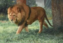 Кения и KWS внедряют инновации для защиты в Нацпарке Найроби keniya i vnedryayut innovaczii dlya zashhity v naczparke najrobi-ekbonline-ru-174536985600-0