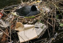 Лысухи из Амстердама создают гнезда с историей McChicken и FIFA в Naturalis lysuhi iz amsterdama sozdayut gnezda s istoriej i v -ekbonline-ru-174376864300-0