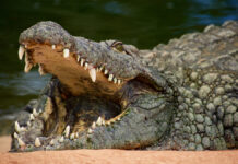 neobychnyj suvenir iz phuketa privel turista iz omska k neozhidannym posledstviyam-ekbonline-ru-174427474800-0