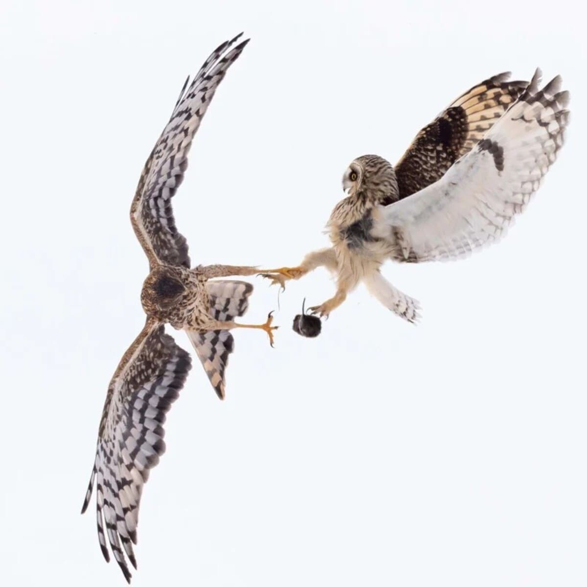 Нильссон запечатлел ястреба и болотную сову в невероятном дуэте-0