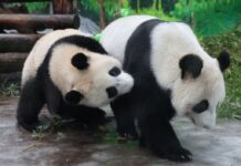 Новости панды-звезды Жуи и её родителей Диндин из Московского зоопарка novosti pandyzvezdy zhui i eyo roditelej dindin iz moskovskogo zooparka-ekbonline-ru-174568450300-0