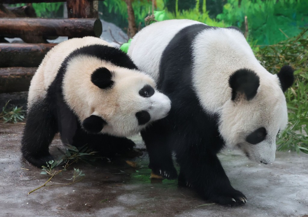 Панда Катюша и Диндин