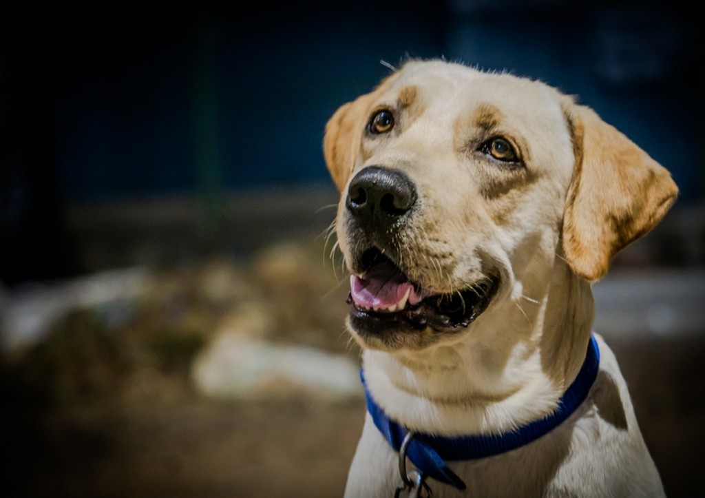 Не выводите собаку из дома, пока не сделали это! Защищаем питомца от клещей
