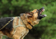 Российская кинологическая федерация и Владимир Голубев о правилах безопасности с животными EvilAggressiveDog