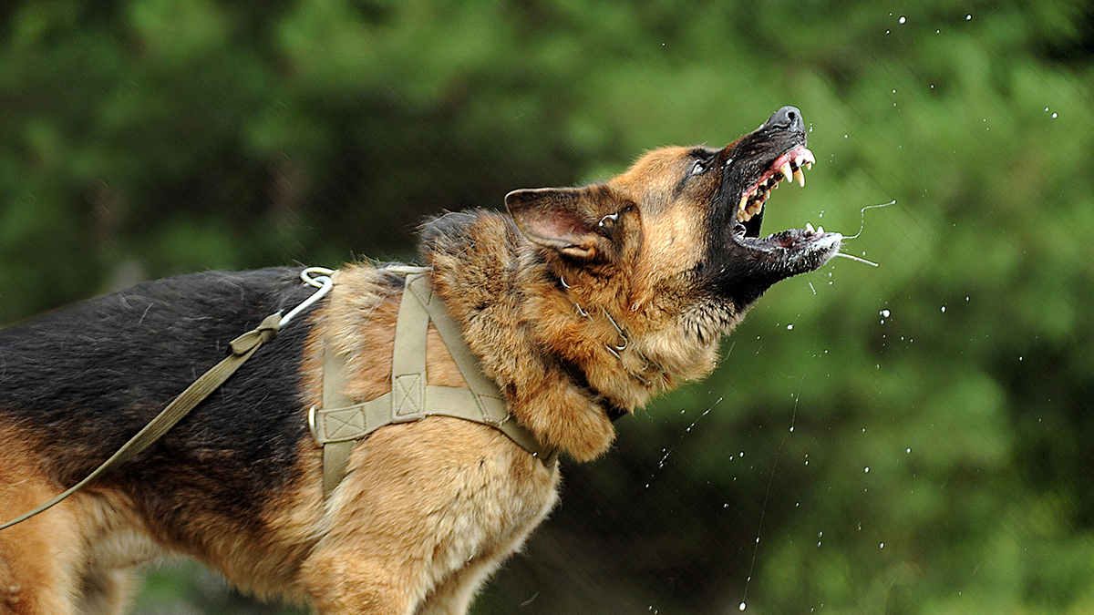 Собака в Приморье напала на женщину с двумя детьми