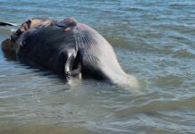 Станет ли кит в бухте Лукина новой достопримечательностью Приморья? stanet li kit v buhte lukina novoj dostoprimechatelnostyu primorya-ekbonline-ru-174507070600-0