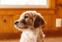 Уход за щенком после четырех месяцев включает секреты здоровья и игр uhod za shhenkom posle chetyreh mesyaczev vklyuchaet sekrety zdorovya i igr-ekbonline-ru-174532647700-0