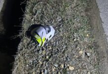 УМВД Приморья ищет водителя мотоцикла Smart-150, сбившего подростка umvd primorya ishhet voditelya motoczikla 150 sbivshego podrostka-ekbonline-ru-174507111100-0