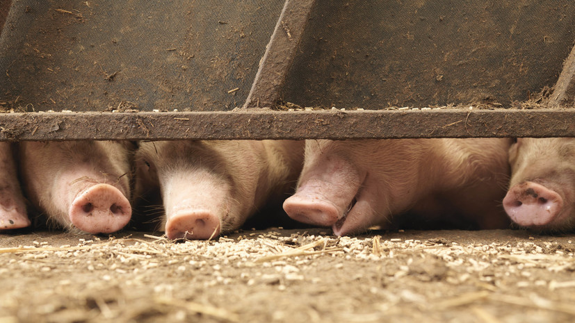 Национальный союз свиноводов — об отрасли: Россия ещё и кормит другие страны