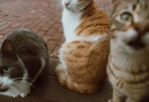 Александр Гинцбург из Центра Гамалеи выделил оптимальные пути защиты от H5N1 aleksandr ginczburg iz czentra gamalei vydelil optimalnye puti zashhity ot 51-ekbonline-ru-174784258200-0