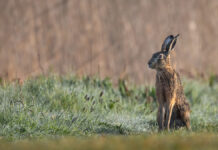 departament prirodopolzovaniya moskvy rasskazal o probuzhdenii prirody vesnoj-ekbonline-ru-174695007900-0