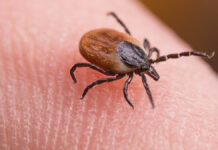 Елена Мескина делится секретами безопасного удаления иксодовых клещей для Ставропольского края FemaleDeerTickOnSkinOfHumanFingerIxodesRicinus