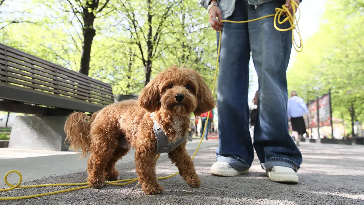 Владельцев и любителей животных ждут на фестивале «Лапки»