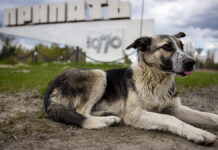 Генетическая тайна собак Чернобыля и влияние радиации АЭС на их ДНК DogInFrontOfTheSteleOfTheCityOf