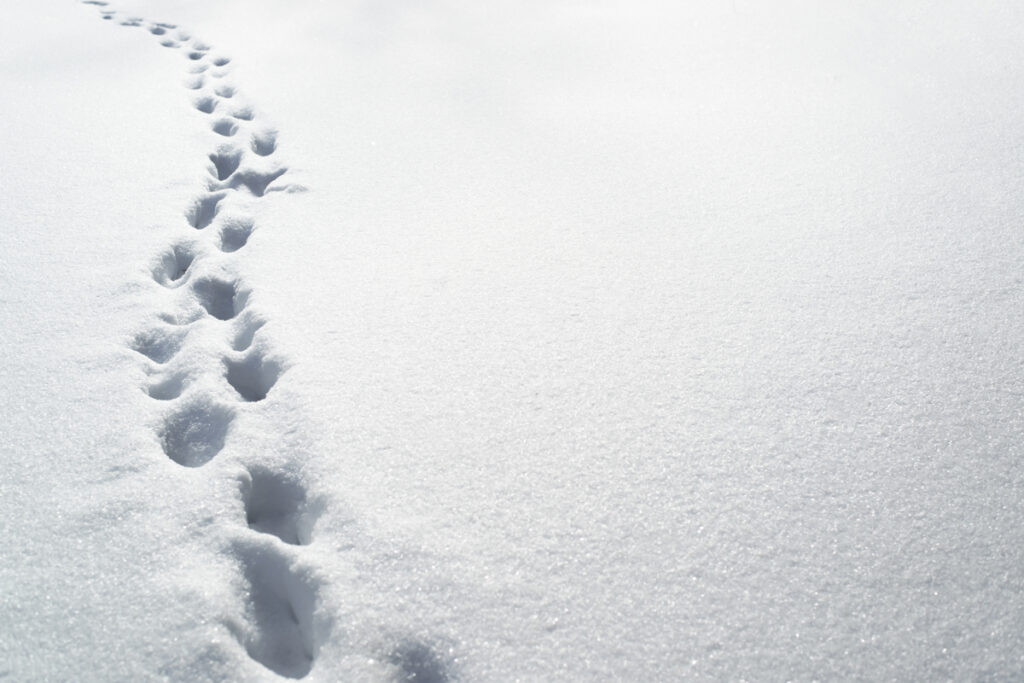 Глубокие следы на снегу