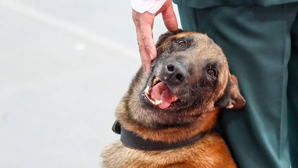 Мужчина угрожал натравить собаку на москвичку, если она не отдаст телефон