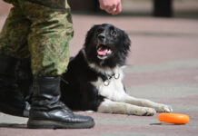 Как Москва остановила грабителей с помощью служебной собаки Даны Мероприятия на ведомственной территории ФТС России приуроченные к 80-летию Победы