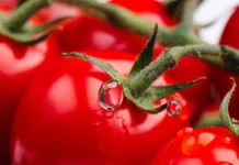 kak pravilno hranit tomaty sovety ot ekokultury i ekateriny kashuh-ekbonline-ru-174790630900-0