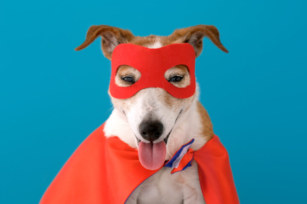 Dog super hero costume - ekbonline Костюм супергероя собаки